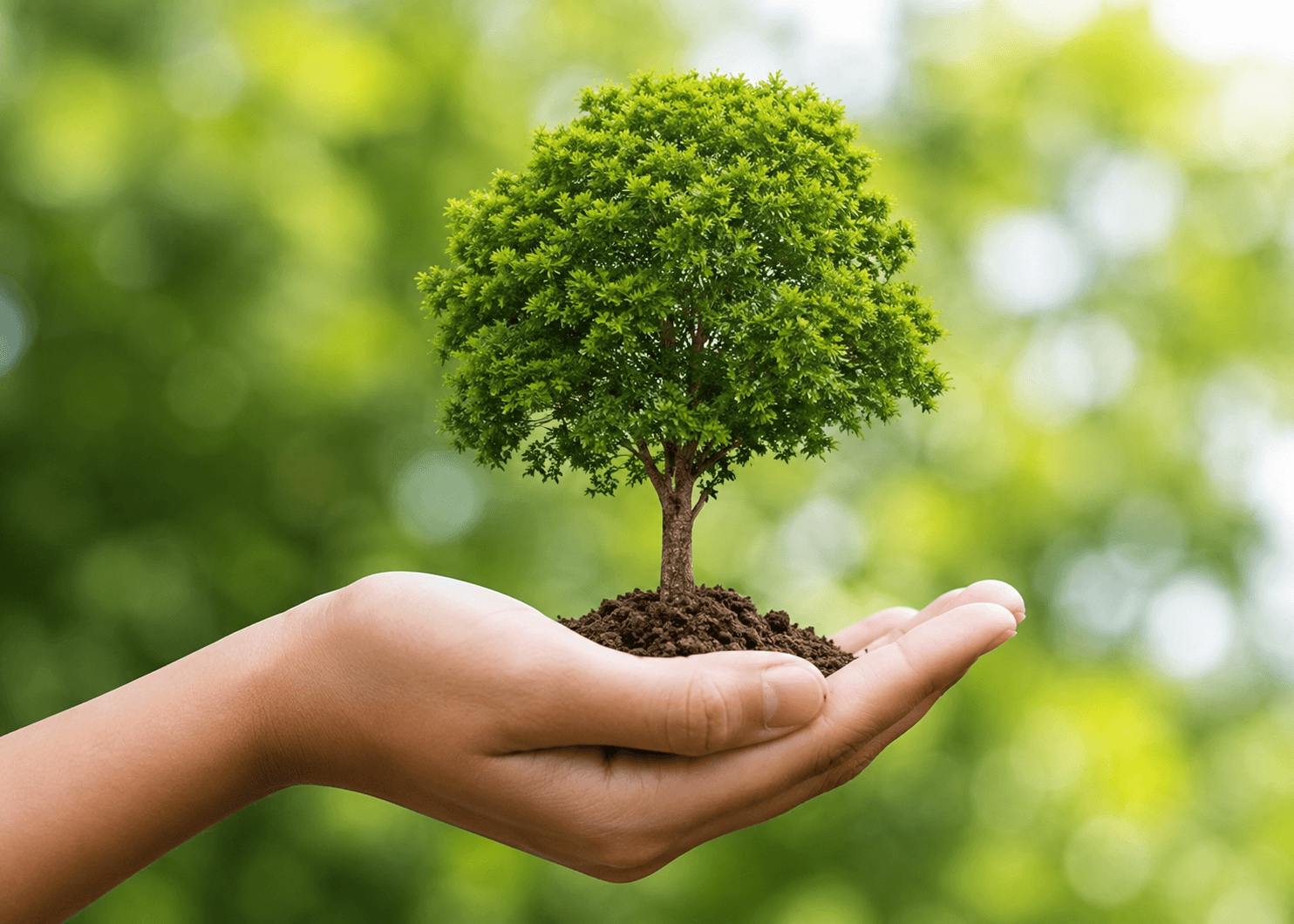 Tree Transplantation